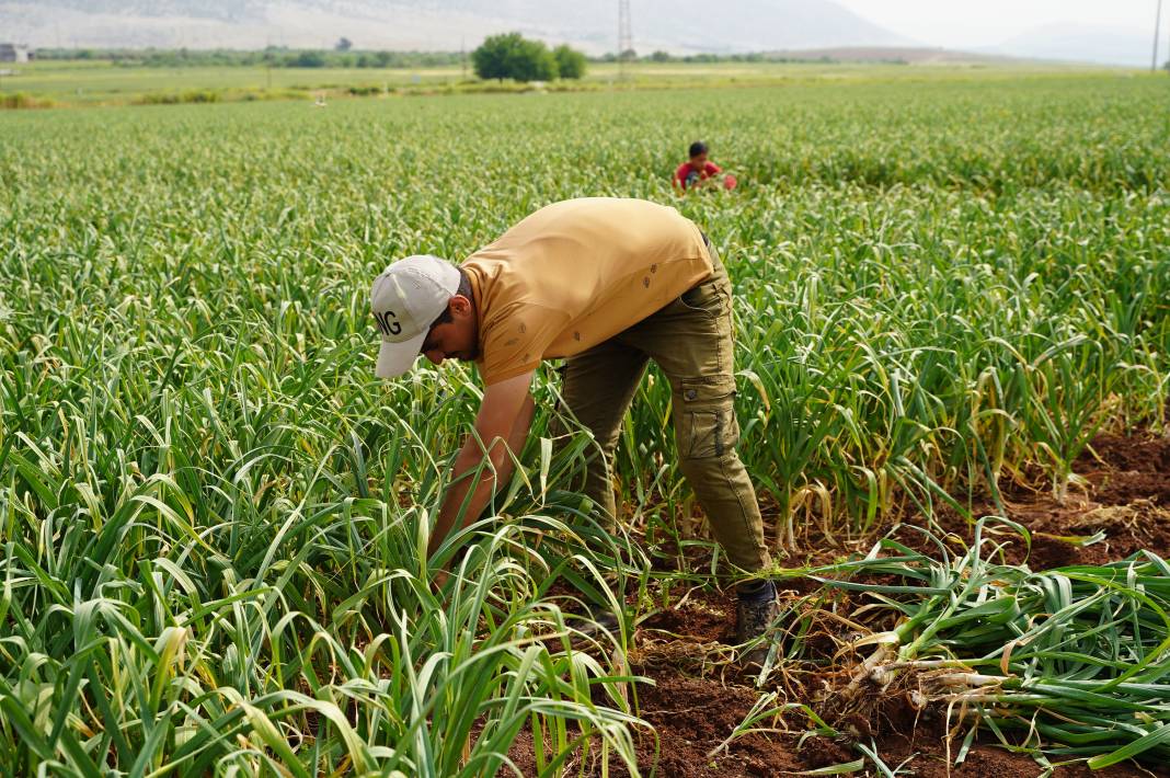 Saç dökülmesini önlüyor kabızlığı bitiriyor. Beyaz altının hasadı başladı kilosu 20 TL 1